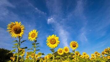 zonnebloemen Aan een agrarisch veld- in Azië. fabriek geel bloemen en zonnebloem zaden. achtergrondgeluid natuur blauw lucht en bergen. gedurende mooi hoor zonnig winter dag in boer tuin. foto