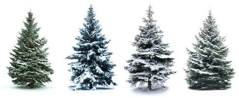 kerstboom collage. Kerstboom in sneeuw geïsoleerd op witte achtergrond foto