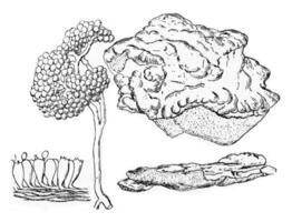 polyporus sulphereus, wijnoogst gravure. foto