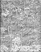 hylesinus piniperda sporen van spar, de schors heeft geweest VERWIJDERD, wijnoogst gravure. foto
