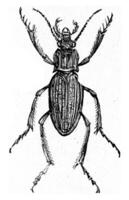 carabus aura, wijnoogst gravure. foto