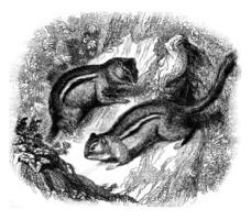 Zwitsers aardeekhoorn, wijnoogst gravure. foto