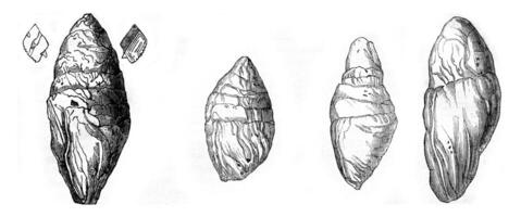 coproliet de Lias Bij Lyme register, andere coprolieten lyme, wijnoogst gravure. foto