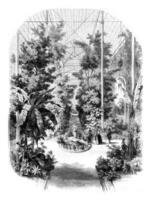 visie genomen in de kassen van de jardin des plantes in Parijs, wijnoogst gravure. foto