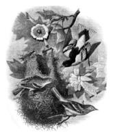 Baltimore wielewaal nest Aan een tulp boom liriodendron tulpenifera, wild, wijnoogst gravure. foto