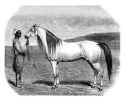 Arabisch paard, wijnoogst gravure. foto