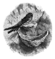 hirondelle eetbaar nest gierzwaluw, wijnoogst gravure. foto