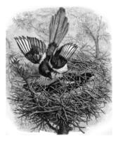 de ekster en haar nest, wijnoogst gravure. foto