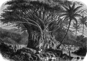 kolossaal fig boom in de Anna Maria baai in nuka hiva, Oceanië, wijnoogst gravure. foto