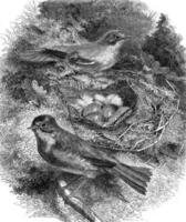 de rouge-kloof en haar nest, wijnoogst gravure. foto