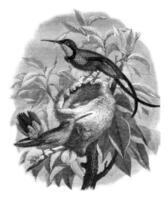 de topaas kolibrie en haar nest, wijnoogst gravure. foto