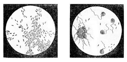 fig 2. een bacterie bacterie termijn, fig 3. monaden monas lens uvelles uvella socialis, uitvergroot 500 keer, wijnoogst gravure. foto