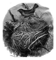 gevlekte munia en haar nest, wijnoogst gravure. foto