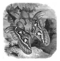 de attacus atlas, tweederde van de natuurlijk maat, wijnoogst gravure. foto