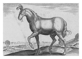 paard van Armenië, wijnoogst illustratie. foto