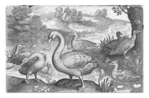 zwaan en ganzen en eenden door water foto