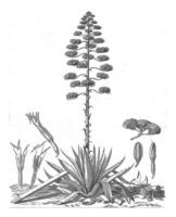 botanisch tekening van bloeiend aloë of agave plant, Abraham delfos, 1757 foto