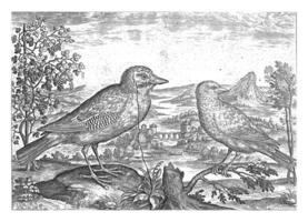 twee vogelstand in een landschap foto