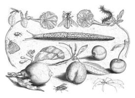 dieren, planten en fruit in de omgeving van een slak foto