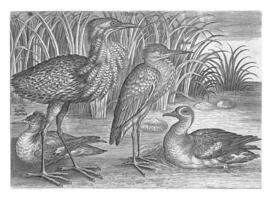 vier waden vogelstand langs een rivierbed, adriaen collaert, na 1598 - 1618 foto