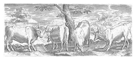 koeien, een stier en een os, Abraham de bruijn foto
