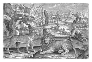 leeuwen en luipaard, adriaen collaert, 1595 - 1633 foto