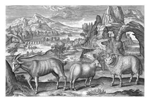 geit en schaap, adriaen collaert, 1595 - 1599 foto