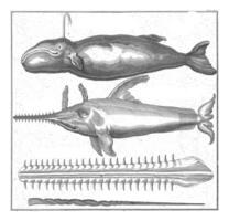 sperma walvis en zaagvis, Johannes busje der spioneren, 1736 - 1761 foto