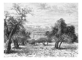 bergachtig regio van samaria in Israël, wijnoogst gravure foto