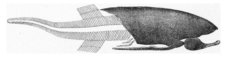 reconstitutie van een devoon vis, wijnoogst gravure. foto
