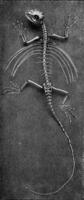 skelet van een vliegend hagedis, wijnoogst gravure. foto