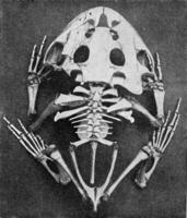 skelet van de gehoornd kikker, wijnoogst gravure. foto