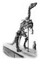 skelet van een iguanodon van Bernissart, wijnoogst gravure. foto