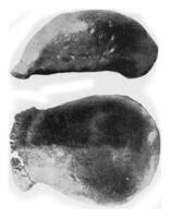 bovenste een deel van de schedel van dubois pithecantropus erectus, wijnoogst gravure. foto