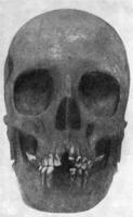 schedel van een Australisch vrouw met oog banen vergelijkbaar naar die van de sinaasappel, wijnoogst gravure. foto