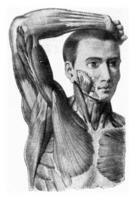 de spieren van de arm van de Mens hand- wezen opgeheven, wijnoogst gravure. foto