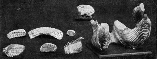 de evolutie van de menselijk ras, wijnoogst gravure. foto