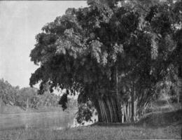groep van bamboe in Ceylon, wijnoogst gravure. foto