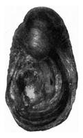 gryphaea arcuata, wijnoogst gravure. foto