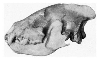 posznek grot hyena schedel in thüringen, wijnoogst gravure. foto