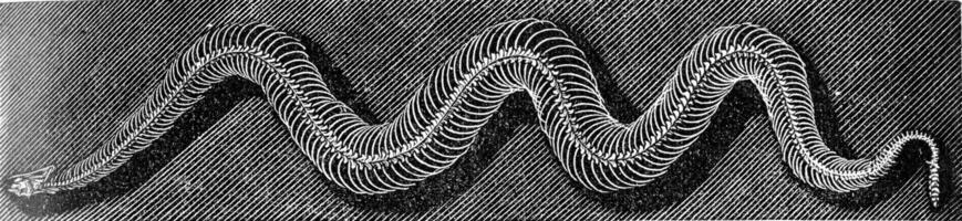 skelet van de gras slang, wijnoogst gravure. foto