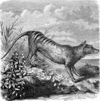 thylacine, wijnoogst gravure. foto