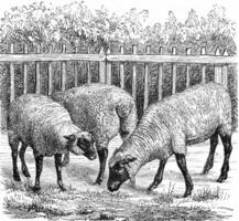 schapen van de Engels ras bekend net zo zuidwaarts, wijnoogst gravure. foto