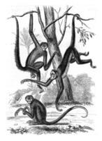 spin apen, wijnoogst gravure. foto