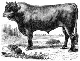 stier, wijnoogst gravure. foto