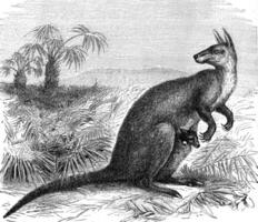reusachtig kangoeroe Rat, wijnoogst gravure. foto