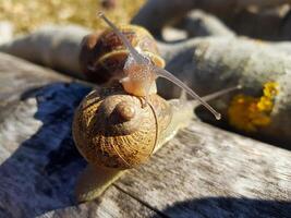 schelp zoeker, ontdekken schoonheid in een slakken wereld foto