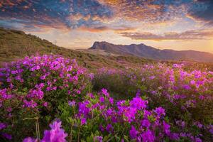 ochtend- en voorjaar visie van roze azalea bloemen Bij hwangmaesan berg met de achtergrond van zonlicht en berg reeks in de buurt hapcheon-gun, zuiden Korea. foto