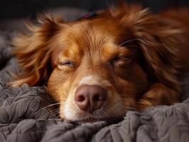 ai gegenereerd een hond geniet een detailopname huisdier massage, genieten in ontspanning en zorg. foto