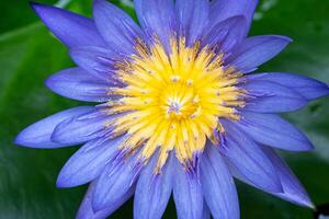 macro visie van Purper kleur water lelie met geel kleur in de midden. een mooi tafereel van de huis tuin foto